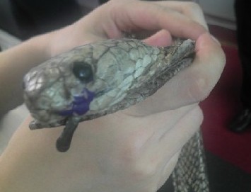 廣州白云機(jī)場(chǎng)CEIA安檢門檢測(cè)通道驚現(xiàn)逼真蛇形皮帶[圖]