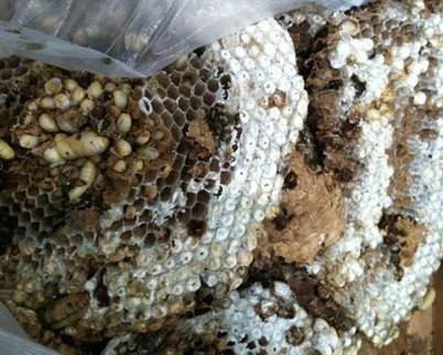 云南昆明機場X光機掃描儀驚現(xiàn)馬蜂窩聞所未聞[圖]